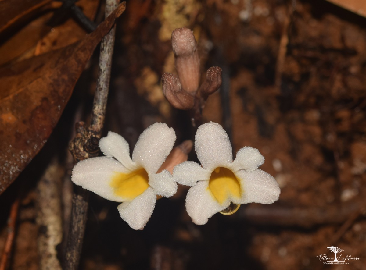 Gastrodia gunatillekeorum